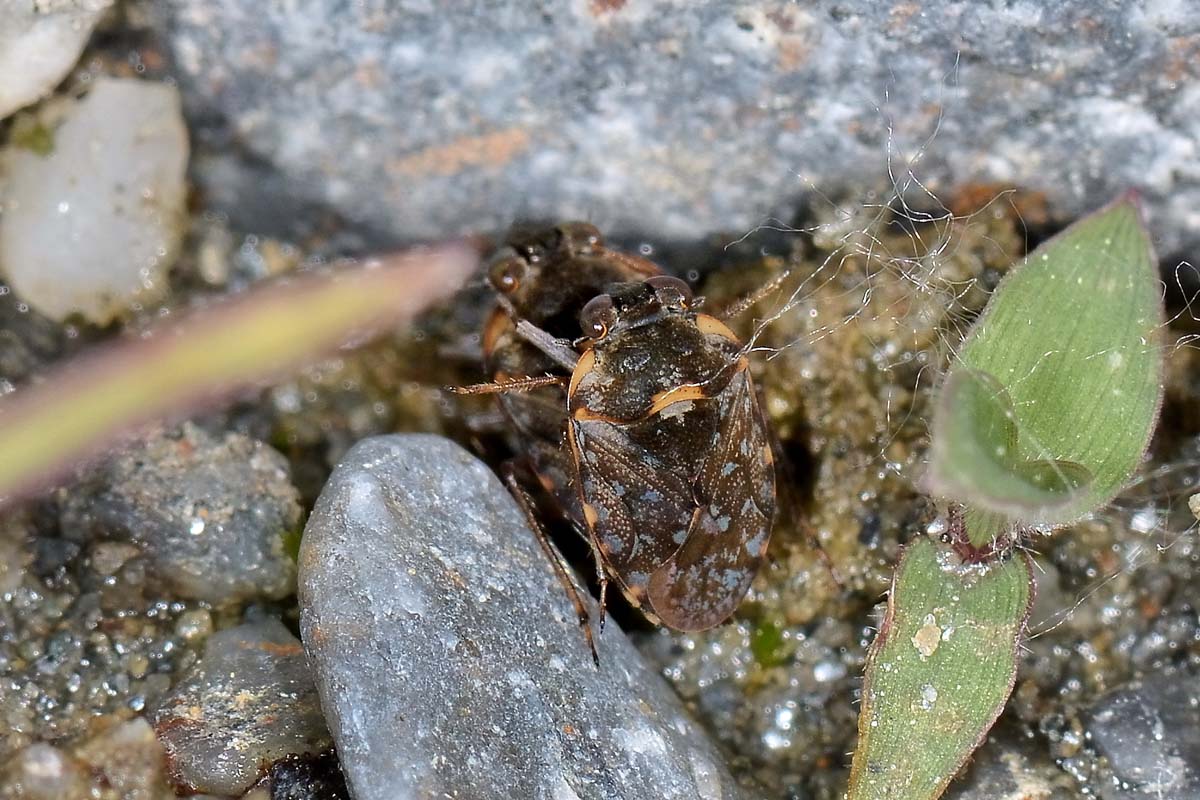 Da determinare: Ochterus marginatus